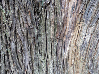 Wrinkled tree bark. Gray brown natural background.  Wood pattern. Natural material