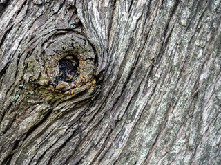 Wrinkled tree bark. Gray brown natural background.  Wood pattern. Natural material
