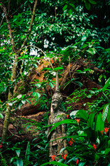 Secret Buddha Garden - Tarnim Magic Garden Tambon Na Mueang - Ko Samui District Tajlandia