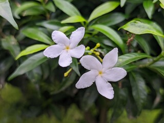 Obraz na płótnie Canvas Mondokaki Flower (Tabernaemontana Divaricata) close up
