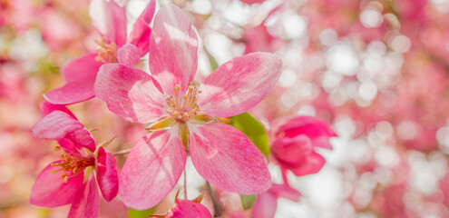 pink apple tree flower for postcard banner background