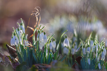 spring in the grass with Snowdrops
