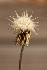 Seed Head on Plant, Isolated Close Up View