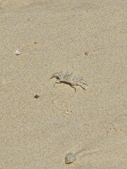 White crab on the sand