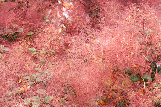 smoke bush plant Beautiful pink color flourish