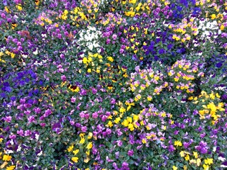 Piante e fiori multicolore in un giardino pubblico della città