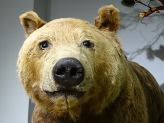 brown mummy bear portrait