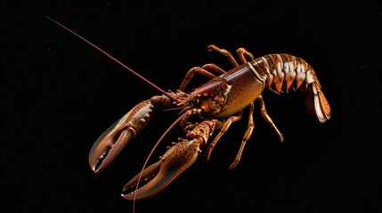 American Lobster in the solid black background