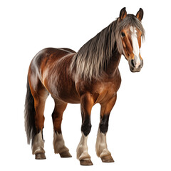 Fototapeta premium Horse on transparent background.