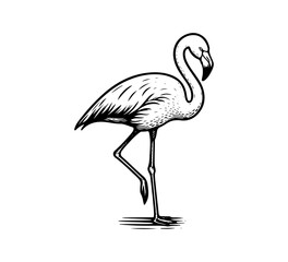 Obraz premium greater flamingo hand drawn vector illustration graphic