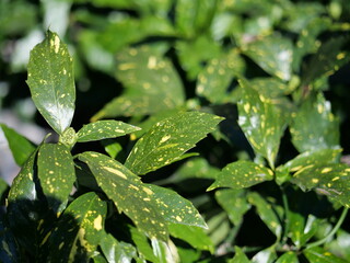 斑の入ったアオキの葉