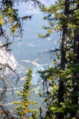 sulfur mountain, alberta, tree, autumn, nature, sky, forest, fall, leaves, blue, yellow, leaf, green, trees, season, landscape, foliage, park, red, branch, pine, spring, wood, plant, natural, bright, 