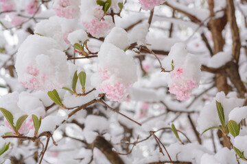 Snow on the inflorescences of light pink lilac