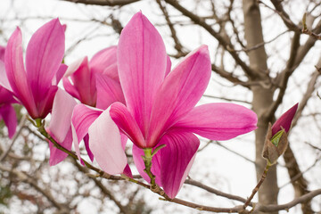 Pink magnolia flower on a blurred background