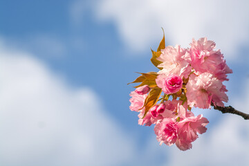 Background with pink sakura inflorescence and blue sky with white fluffy clouds