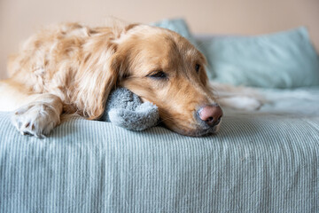 Golden Retriever Sleeping Peacefully with Stuffed Toy. Dog peacefully asleep on a light green bed in a room adorned with peach-colored walls. The dog tenderly rests its head on a plush stuffed toy - obrazy, fototapety, plakaty
