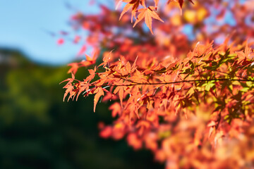 神奈川県　宮ヶ瀬のもみじ
