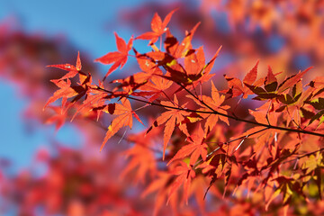 神奈川県　宮ヶ瀬のもみじ
