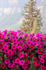 pink flowers in the mountain