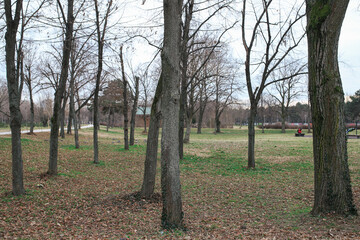 trees in the park