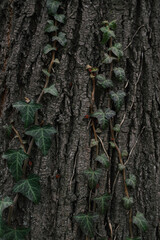 Green ivy on an old tree trunk 