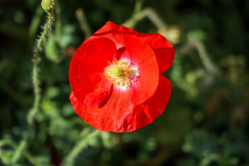 red poppy flower in garden