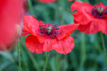 red poppy flower in garden