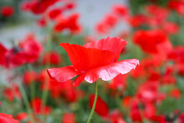 red poppy flower in garden