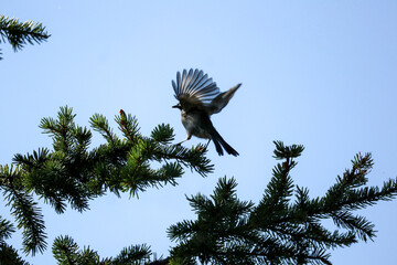 bird in the sky