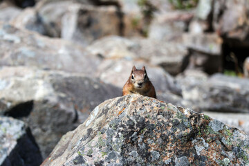 squirrel on rock in the mountains