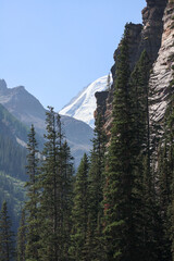 trees in the mountains