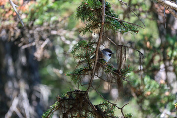 woodpecker on a tree