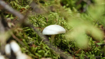 Mushroom in the forest