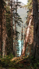 Lake peaking through trees