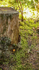 Mushroom in the forest