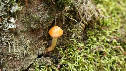 Mushroom in the forest