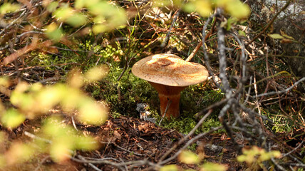 Mushroom in the forest