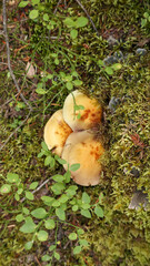Mushroom in the forest