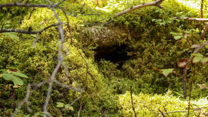 Moss Hole in the forest