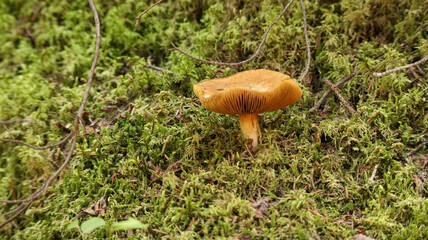 Mushroom in the forest