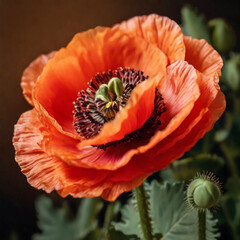 Beautiful orange poppy flower.