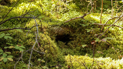mini moss cave in the forest 