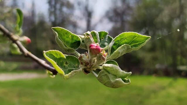 Branch of blooming pink apple tree with buds