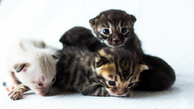 tiny cute bengal kittens of different colors on a white background