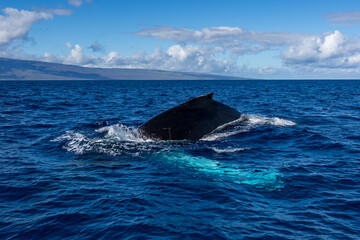 Humpback Whale Dorsal Fin near Lahaina, Maui, Hawaii
