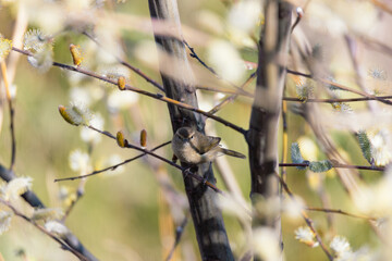 Manzanares Melody: Birdwatching Bliss