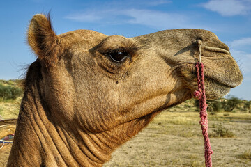 A Camel's profile