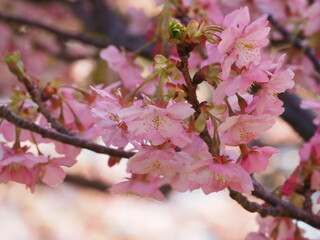 河津桜