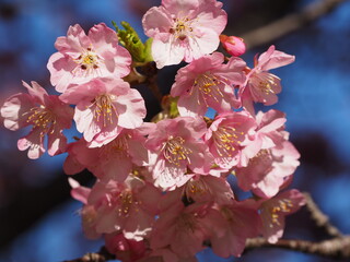 河津桜