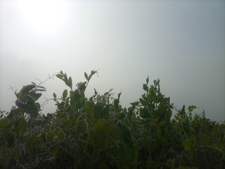 Obraz na płótnie Canvas mist in the field